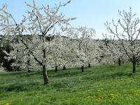 LRA Kirschblüte Großweingarten